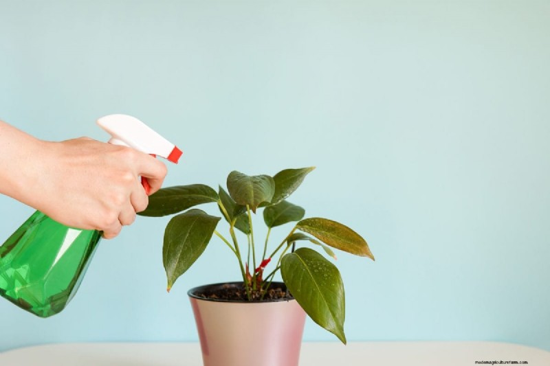 Indoor Plant Care: 25 Common Watering Mistakes to Avoid