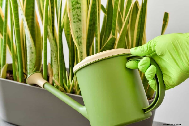 Indoor Plant Care: 25 Common Watering Mistakes to Avoid