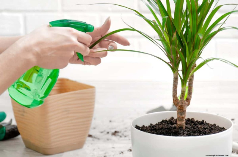 Indoor Plant Care: 25 Common Watering Mistakes to Avoid