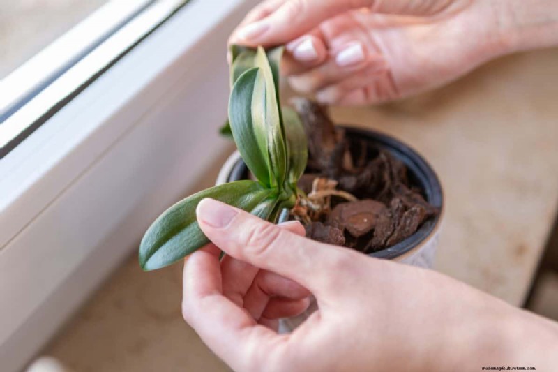 Indoor Plant Care: 25 Common Watering Mistakes to Avoid
