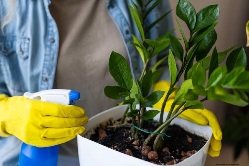 Indoor Plant Care: 25 Common Watering Mistakes to Avoid