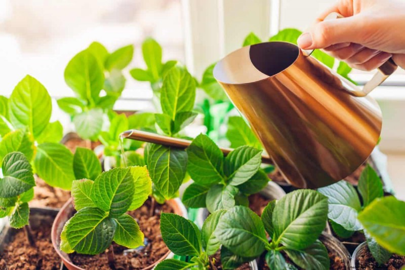 Indoor Plant Care: 25 Common Watering Mistakes to Avoid