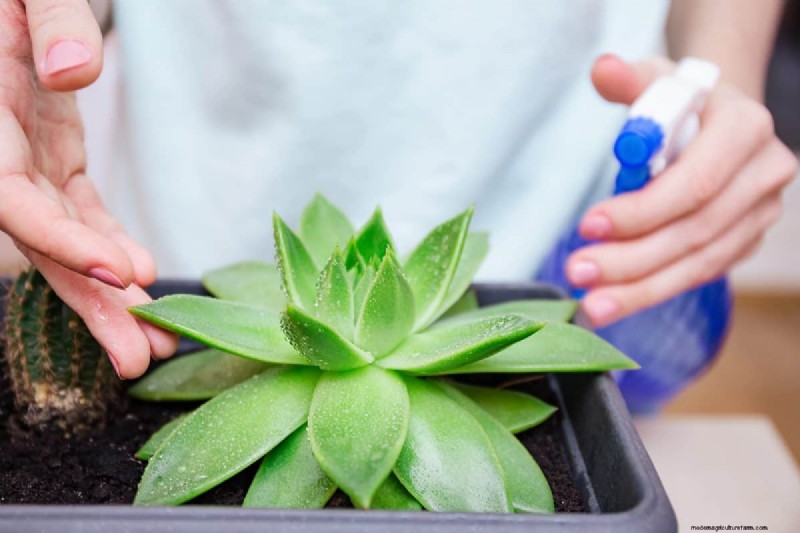 Indoor Plant Care: 25 Common Watering Mistakes to Avoid