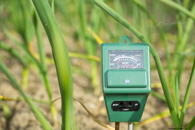 Plant Compatibility: Avoid Garden Conflicts & Boost Growth