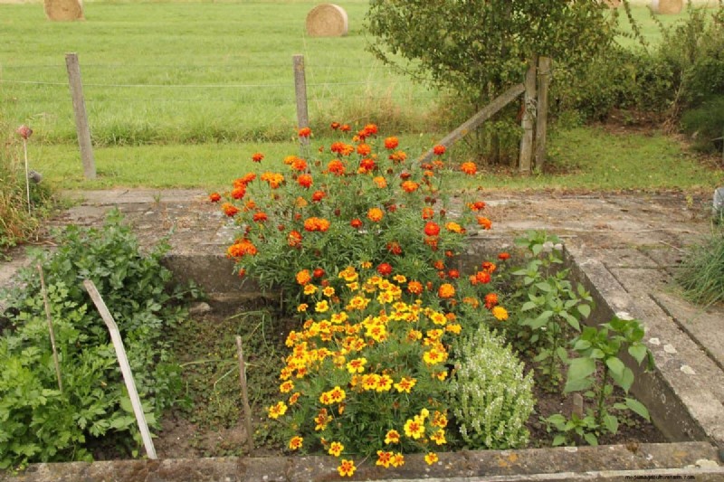 Plant Compatibility: Avoid Garden Conflicts & Boost Growth