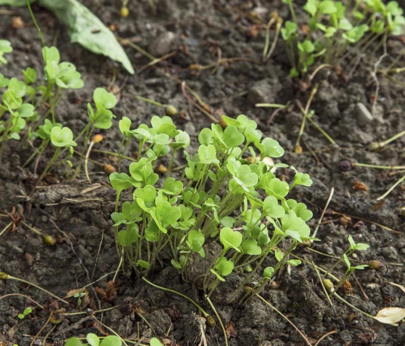 Plant Compatibility: Avoid Garden Conflicts & Boost Growth