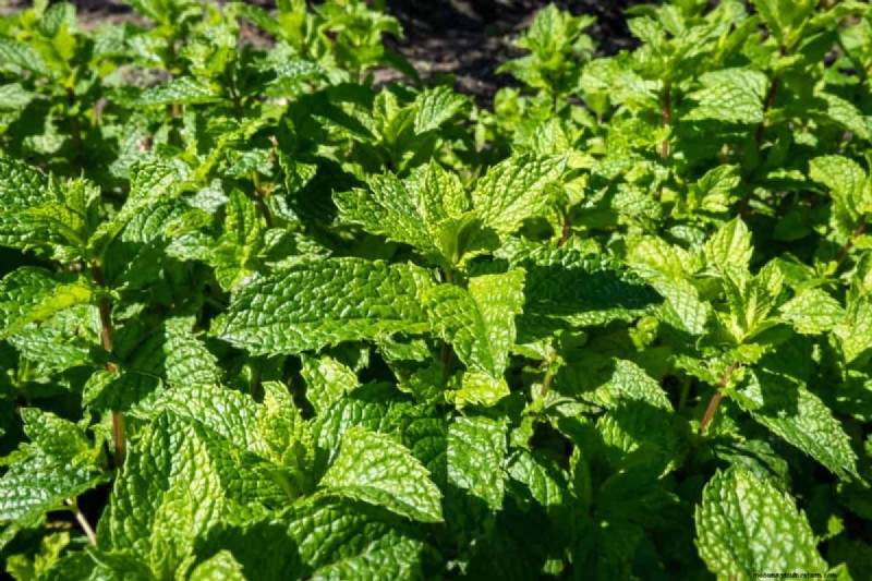 Plant Compatibility: Avoid Garden Conflicts & Boost Growth