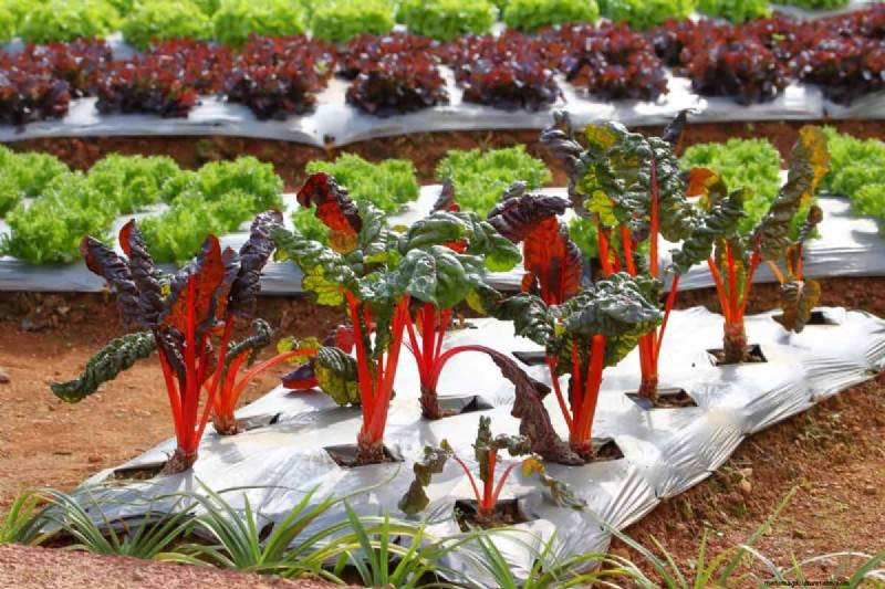 Plant Compatibility: Avoid Garden Conflicts & Boost Growth