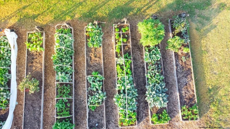 Plant Compatibility: Avoid Garden Conflicts & Boost Growth