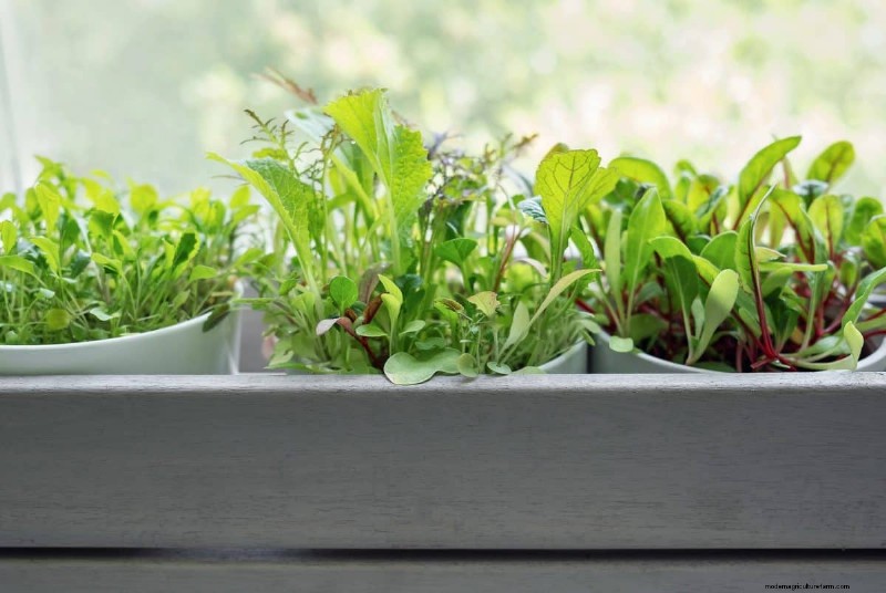 Plant Compatibility: Avoid Garden Conflicts & Boost Growth