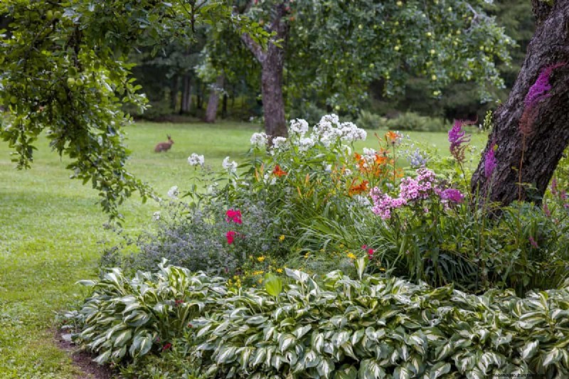 Plant Compatibility: Avoid Garden Conflicts & Boost Growth