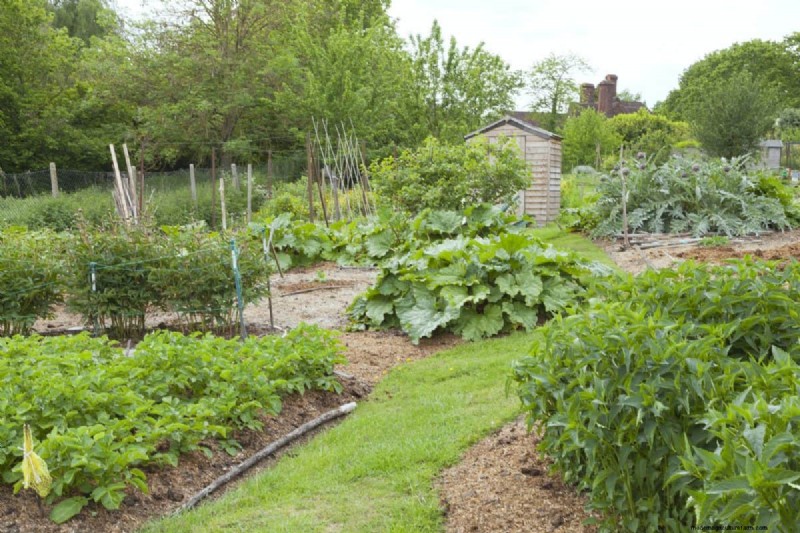 Plant Compatibility: Avoid Garden Conflicts & Boost Growth