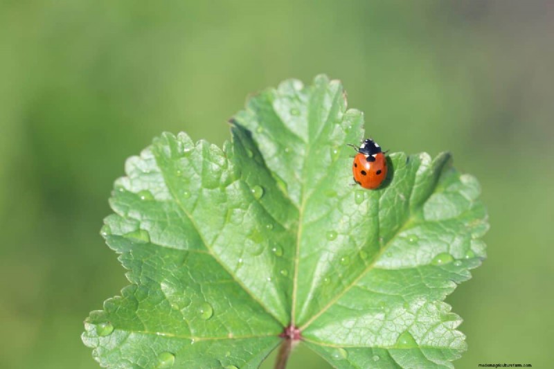 Plant Compatibility: Avoid Garden Conflicts & Boost Growth