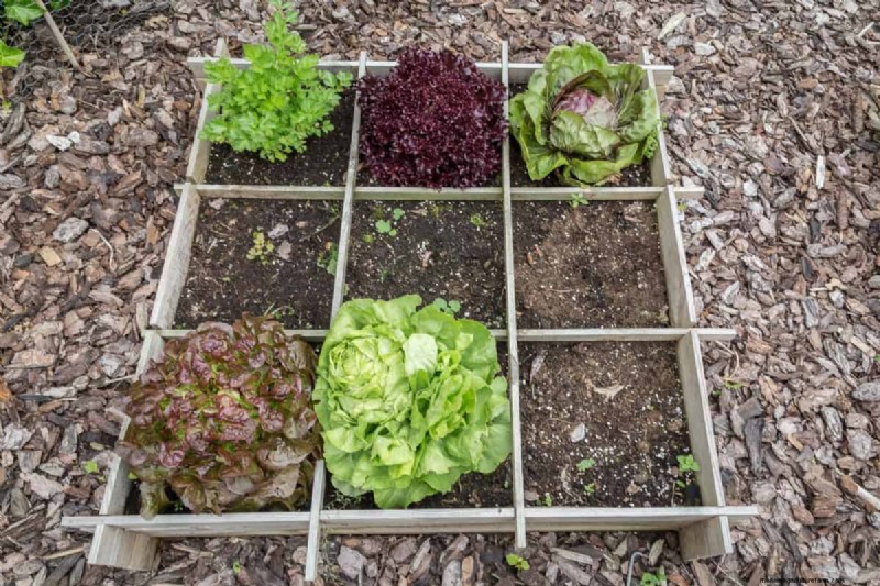 Plant Compatibility: Avoid Garden Conflicts & Boost Growth