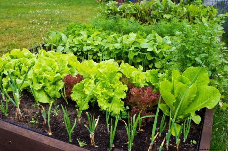 Plant Compatibility: Avoid Garden Conflicts & Boost Growth