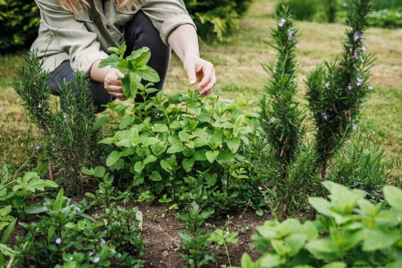 Plant Compatibility: Avoid Garden Conflicts & Boost Growth