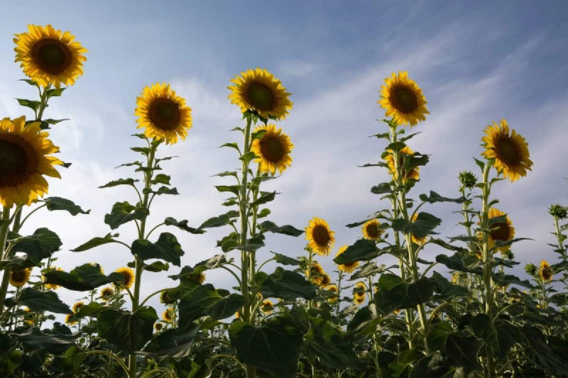 Plant Compatibility: Avoid Garden Conflicts & Boost Growth