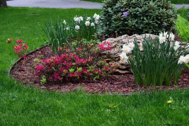 Plant Compatibility: Avoid Garden Conflicts & Boost Growth