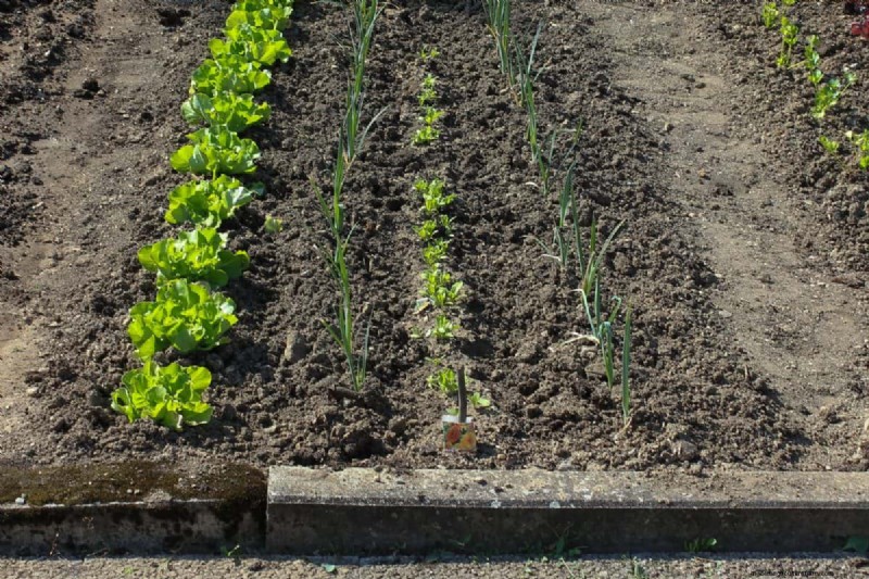 Plant Compatibility: Avoid Garden Conflicts & Boost Growth