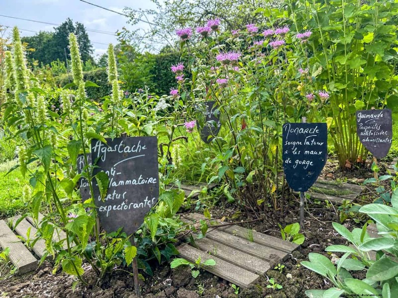 Plant Compatibility: Avoid Garden Conflicts & Boost Growth