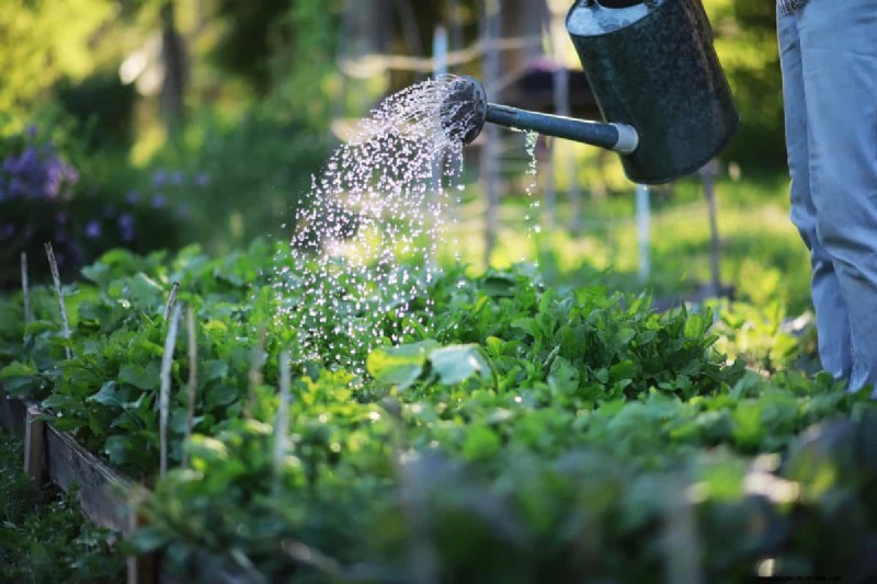 Plant Compatibility: Avoid Garden Conflicts & Boost Growth