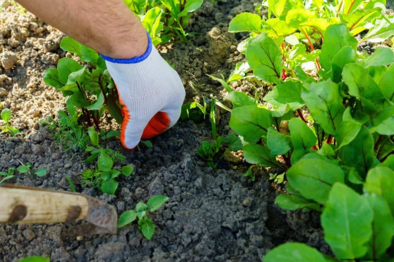 Plant Compatibility: Avoid Garden Conflicts & Boost Growth