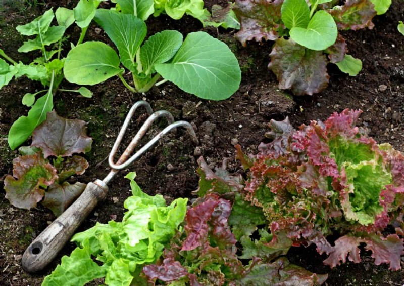 Plant Compatibility: Avoid Garden Conflicts & Boost Growth
