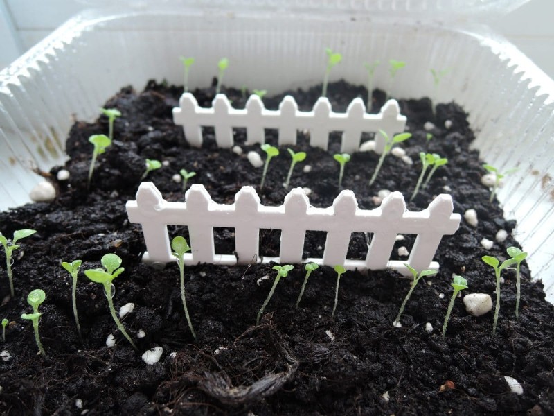 Plant Compatibility: Avoid Garden Conflicts & Boost Growth