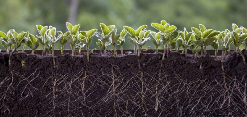 Plant Compatibility: Avoid Garden Conflicts & Boost Growth
