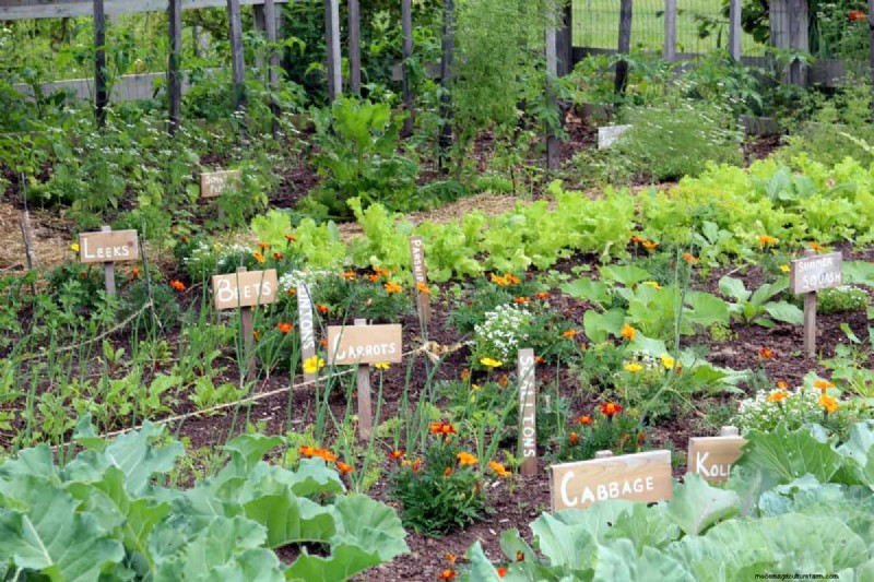 Plant Compatibility: Avoid Garden Conflicts & Boost Growth