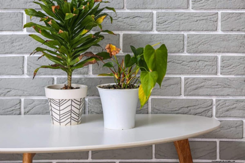 Houseplant Wilting? 25 Solutions for Fussy Plants