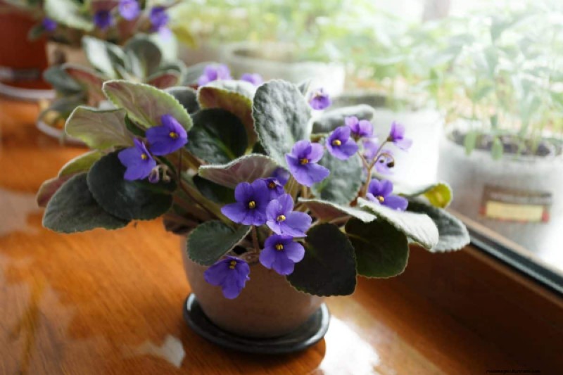 Houseplant Wilting? 25 Solutions for Fussy Plants