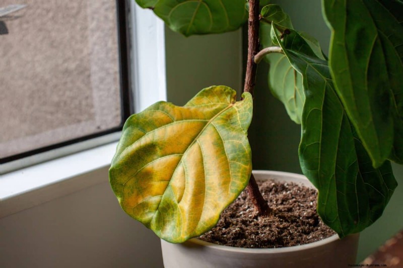 Houseplant Wilting? 25 Solutions for Fussy Plants