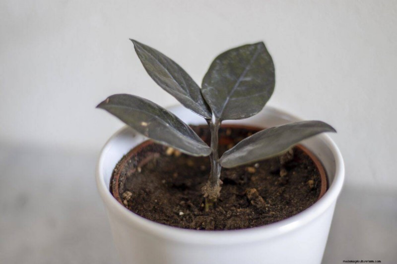 Houseplant Wilting? 25 Solutions for Fussy Plants