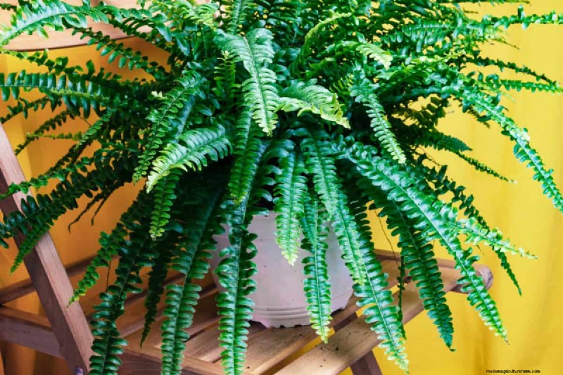 Houseplant Wilting? 25 Solutions for Fussy Plants