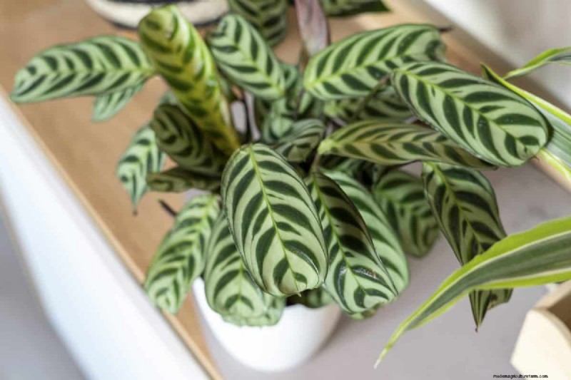 Houseplant Wilting? 25 Solutions for Fussy Plants