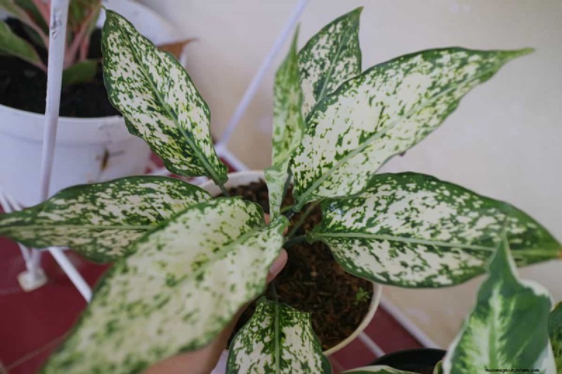 Houseplant Wilting? 25 Solutions for Fussy Plants