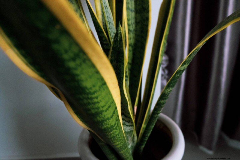 Houseplant Wilting? 25 Solutions for Fussy Plants