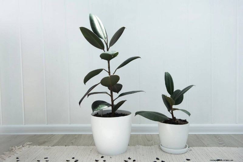 Houseplant Wilting? 25 Solutions for Fussy Plants