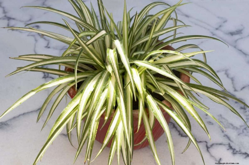 Houseplant Wilting? 25 Solutions for Fussy Plants