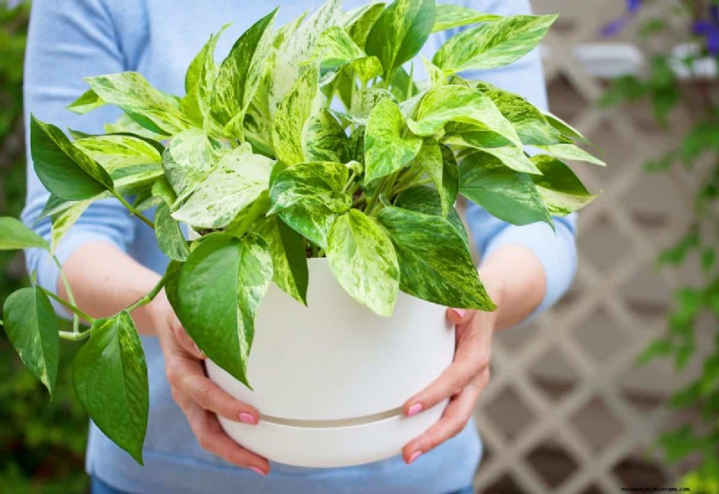 Houseplant Wilting? 25 Solutions for Fussy Plants