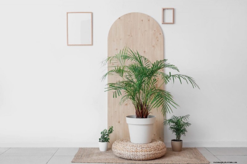 Houseplant Wilting? 25 Solutions for Fussy Plants