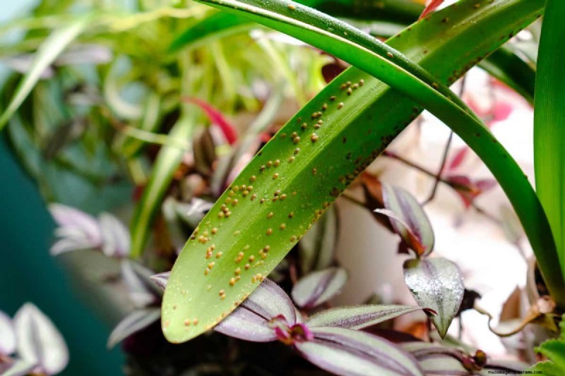 Houseplant Wilting? 25 Solutions for Fussy Plants