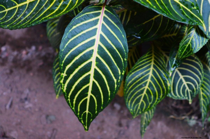 Houseplant Wilting? 25 Solutions for Fussy Plants