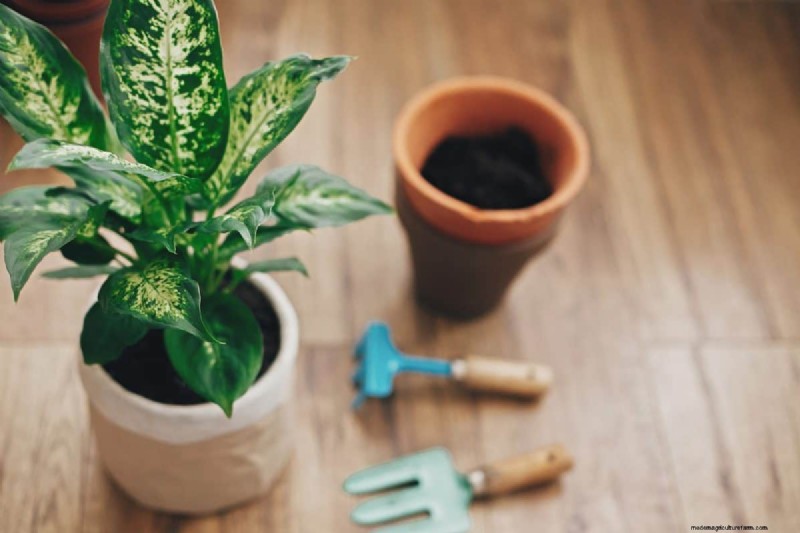 Houseplant Wilting? 25 Solutions for Fussy Plants