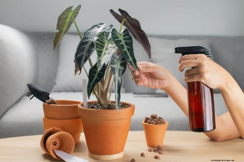 Houseplant Wilting? 25 Solutions for Fussy Plants