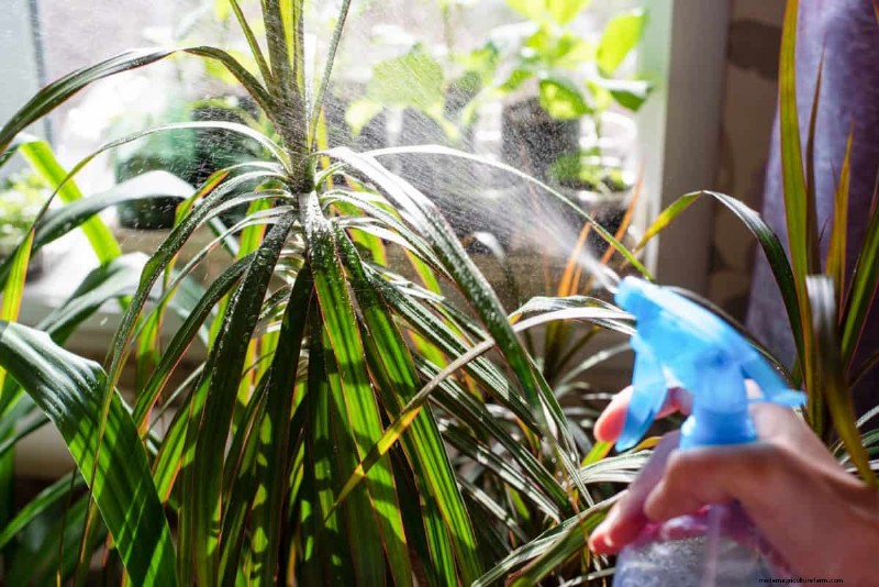 Houseplant Wilting? 25 Solutions for Fussy Plants