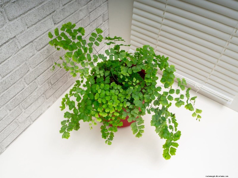 Houseplant Wilting? 25 Solutions for Fussy Plants