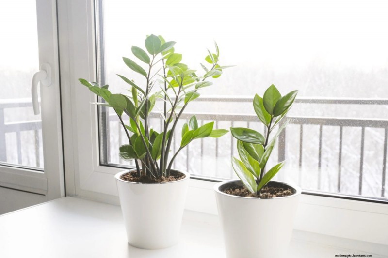 Houseplant Wilting? 25 Solutions for Fussy Plants