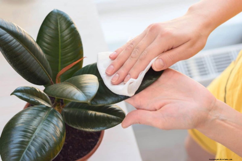 Houseplant Wilting? 25 Solutions for Fussy Plants